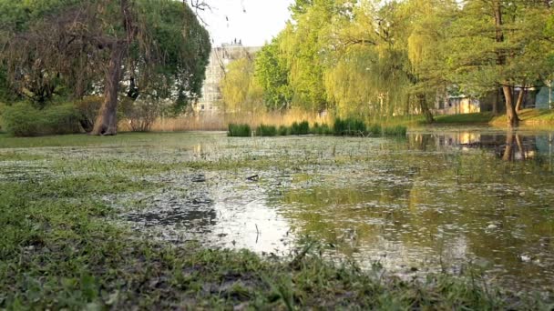 Pokojowe scena ogród, krzewy, drzewa i spokojnej wody jezioro pond. — Wideo stockowe