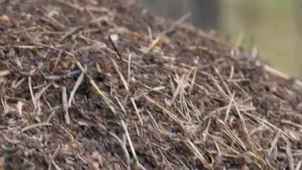 Plan serré de fourmis rouges déplaçant des œufs en groupe — Video