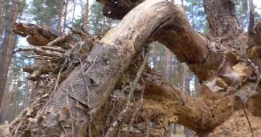 Ağaç kütüğü, 4 k ile göster