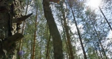 Güneş yaprakları kaymak atış ile 