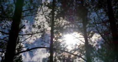 Güneş yaprakları kaymak atış ile 