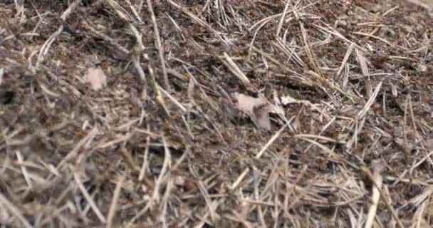 plan serré de fourmis rouges déplaçant des œufs en groupe  