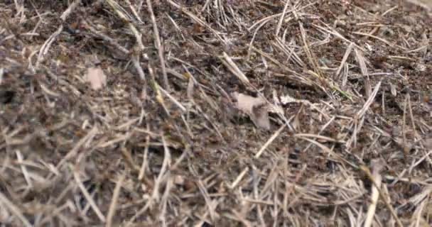 Plan serré de fourmis rouges déplaçant des œufs en groupe — Video