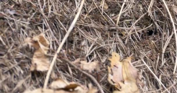 Plan serré de fourmis rouges déplaçant des œufs en groupe — Video