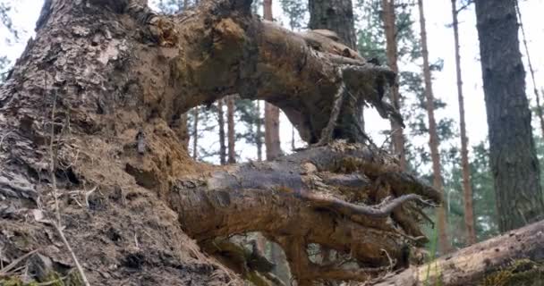 Вид через пень дерева, 4k — стоковое видео