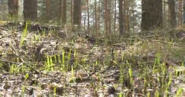 Połowie spalonych sosen lasu zwęglone w lesie — Wideo stockowe