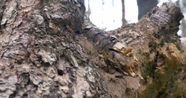 Vue à travers souche d'arbre, 4k — Video