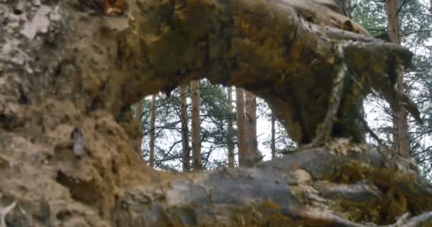 Vue à travers souche d'arbre, 4k — Video