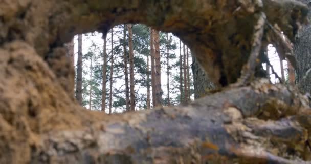 Vue à travers souche d'arbre, 4k — Video