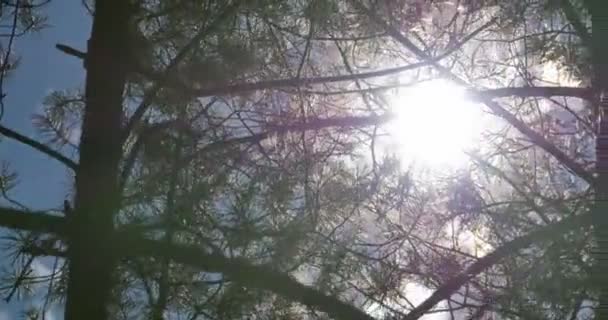 Luz do sol através de folhas deslizante tiro — Vídeo de Stock