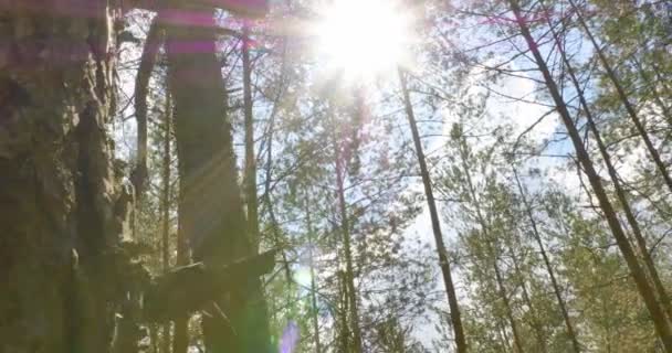 Luz do sol através de folhas deslizante tiro — Vídeo de Stock