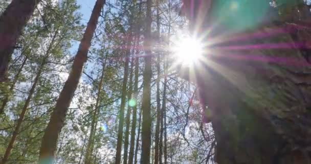 Sunshine Through Leaves Slider Shot — Stock Video