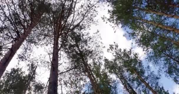 Sonnenschein durch Blätter Schieberegler Schuss — Stockvideo