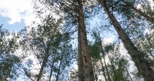 Солнечный свет сквозь слайдер листьев — стоковое видео