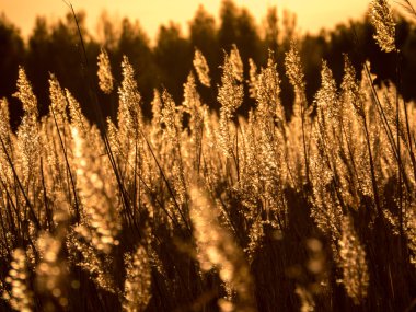 Golden Sunset ve reed çimen 