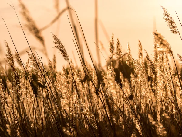 Gouden zonsondergang en reed gras — Stockfoto