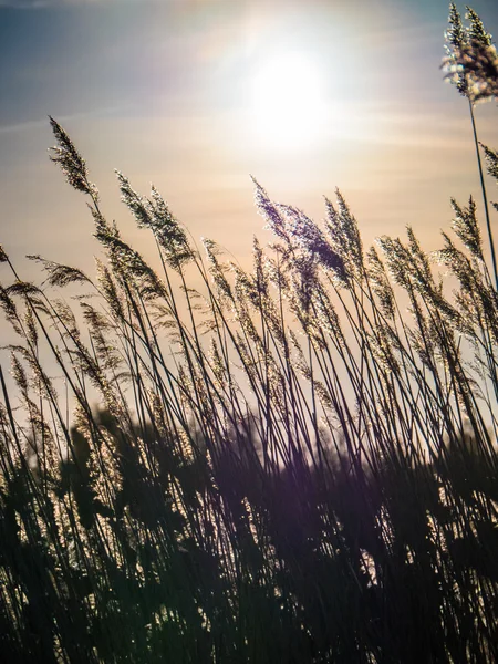 Coucher de soleil doré et roseau herbe — Photo