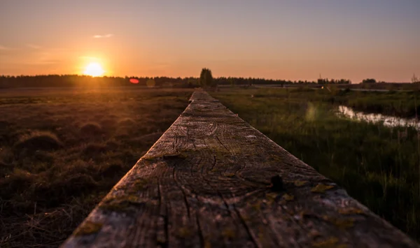 Paisaje de verano con campo y bosque — Foto de Stock