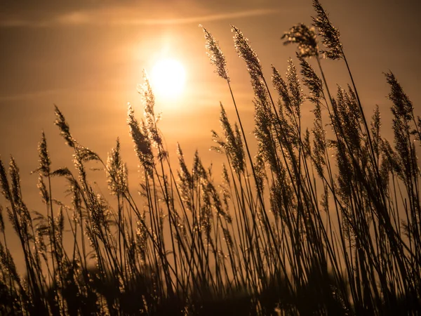 黄金の夕日と葦草 ロイヤリティフリーのストック画像