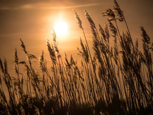 Goldener Sonnenuntergang und Schilfgras lizenzfreie Stockbilder