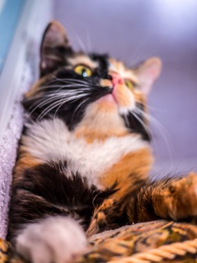 Şirin kedi yastık üzerinde yalan 