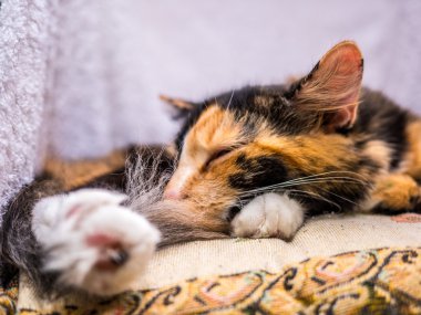 Şirin kedi yastık üzerinde yalan 