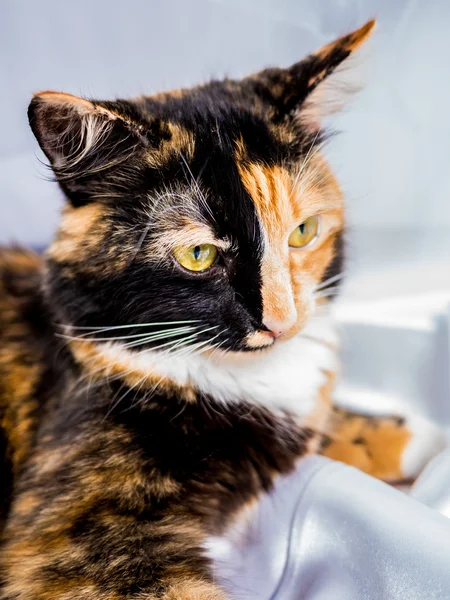 Gato de invierno peludo de tres colores Fotos De Stock Sin Royalties Gratis