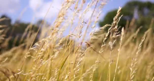 美しい長い草が風で移動します。草原草の背景. — ストック動画