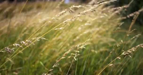 Piękne długie trawa poruszające się w wiatr. Łąka trawa tło. — Wideo stockowe