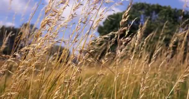 Vacker lång gräs rör sig i vinden. Ängen gräs bakgrund. — Stockvideo