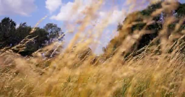 Hermosa hierba larga moviéndose en el viento. Fondo de hierba de pradera . — Vídeos de Stock