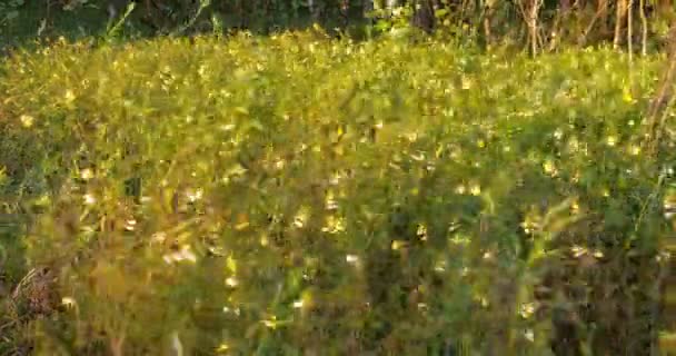 Blomma äng fält i blåsig dag 4k — Stockvideo