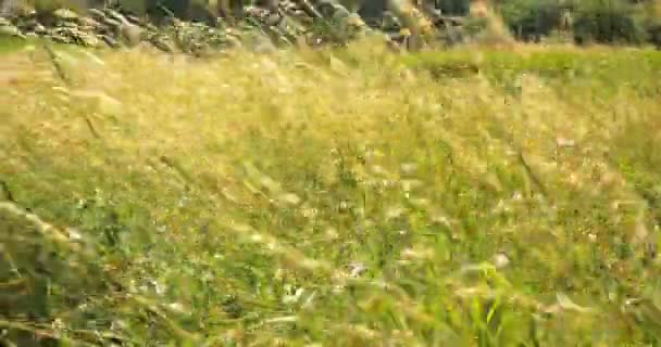 Mooie lange gras bewegen in de wind. Weide gras achtergrond. — Stockvideo