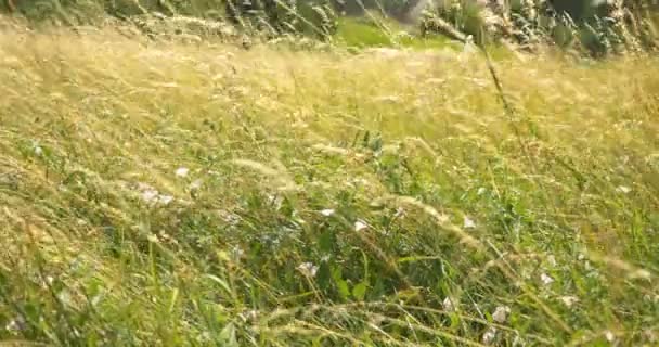 Güzel uzun otların rüzgarda hareket. Çayır çimen arka plan. — Stok video