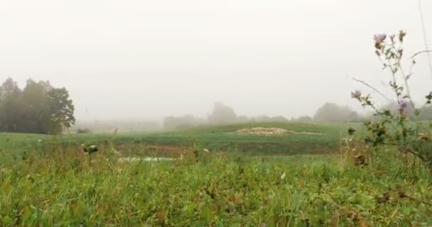 Campo con lago coperto di nebbia — Video Stock