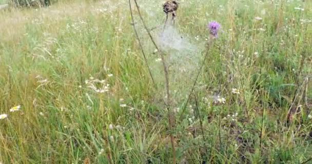 Tela de araña en planta verde en el prado — Vídeo de stock