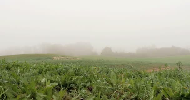 Поле з озером, покритим туманом — стокове відео