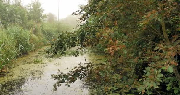 Flytande ner en flod i en dimmig skog — Stockvideo