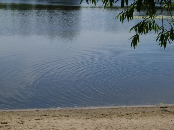 Flautista de arena vadeando en la orilla del río — Foto de Stock