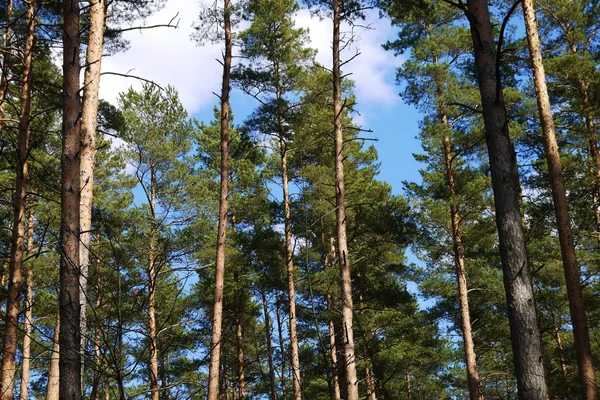 Kiefernwald — Stockfoto