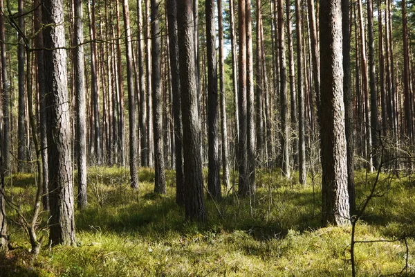 Kiefernwald — Stockfoto