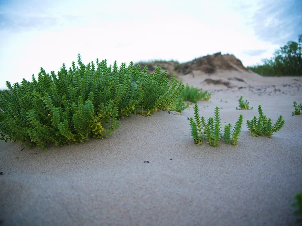 Beach with sand dunes — Stock Photo, Image