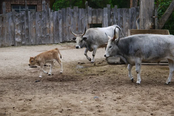 Brown calf with his mother cow — Stock Photo, Image