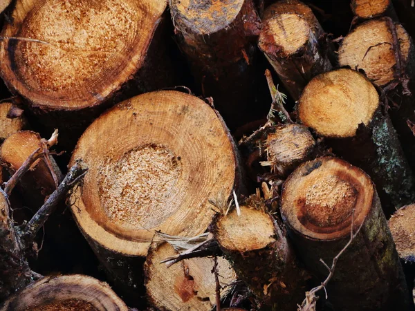 Wood logs background — Stock Photo, Image