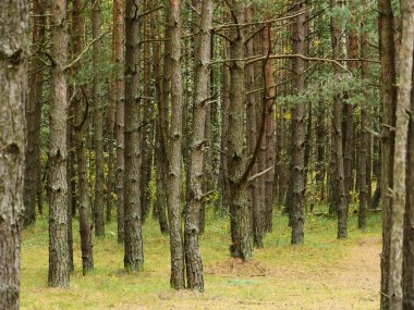 Ekim 'de sonbahar ormanı