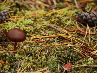 Sonbahar Ormanında Mantarlar