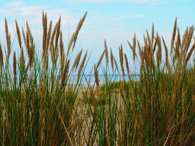 Sonbaharda sarı genç tohum çimen