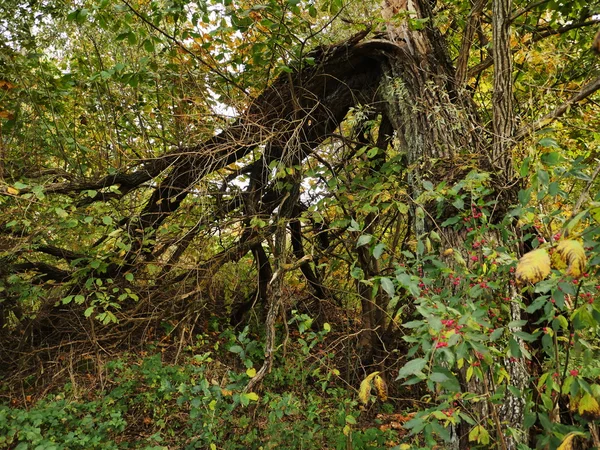 Foresta autunnale in ottobre — Foto Stock