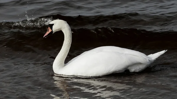 Swan rodziny nad Bałtykiem — Zdjęcie stockowe