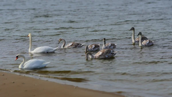 Swan familie aan de Oostzee — Stockfoto